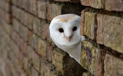 birds, Animals, Owl, Bricks Wallpapers HD / Desktop and Mobile Backgrounds