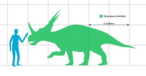 Size compared to a human | Styracosaurus, Herbivores, Prehistoric creatures