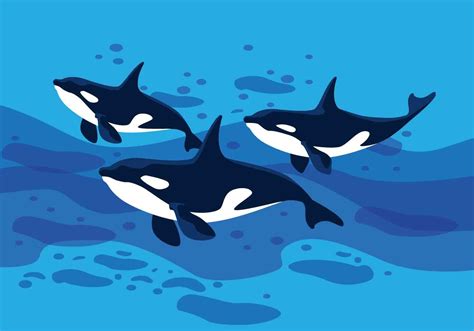 Killer Whales Vector Illustration 227835 Vector Art at Vecteezy