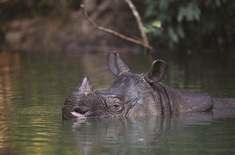 WWF’s two-part plan to save the Javan rhino | Magazine Articles | WWF