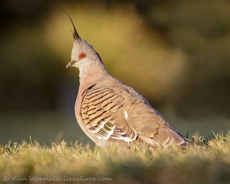 Crested Pigeon « lirralirra