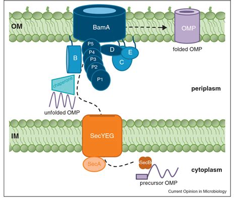 Figure 1 from Making a beta-barrel: assembly of outer membrane proteins in Gram-negative ...