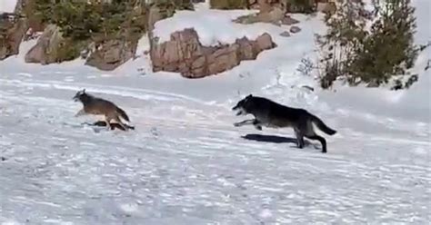 Watch: Wolf in hot pursuit of a coyote sprints straight past fisherman ...