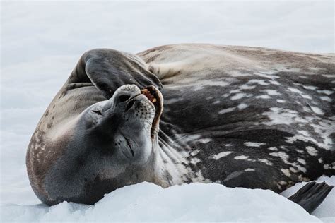 Wildlife - Antarctica