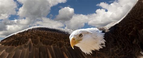 Eagle Symbolism, Dreams, and Messages | Spirit Animal Totems