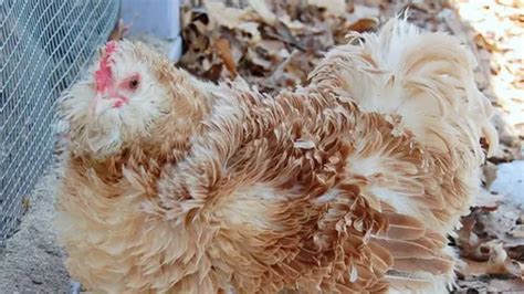 Frizzle Chicken Breed Guide: Origin, Weight, Meat / Egg Production and ...