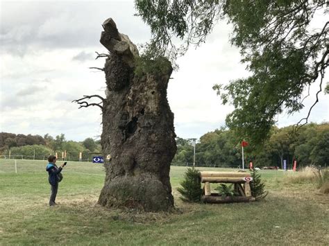 Cross-country fence and dead tree in... © Jonathan Hutchins cc-by-sa/2.0 :: Geograph Britain and ...