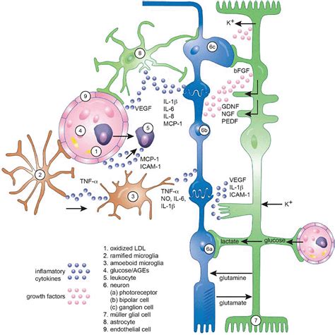 Graphical presentation of retina showing interactions between ...