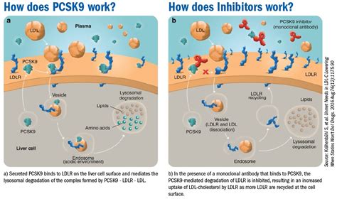 PCSK9 and its Inhibitors: A new approach in lipid lowering therapy | BioVendor R&D