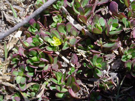 How to Control Purslane