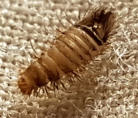 species identification - Can anyone help confirm this tiny insect larvae? - Biology Stack Exchange