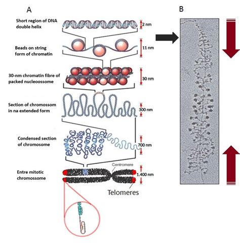 (A) shows an artistic representation of various level of DNA ...