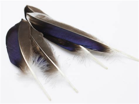 Mallard Duck Quill Feathers (Natural) – Feather Buy