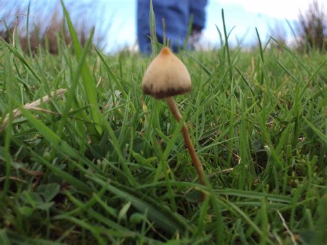 UK Liberty Cap season 2010 starts now! - Mushroom Hunting and ...