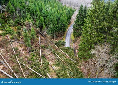 Needle Forest with a Tree Blocked Road from Above Stock Image - Image ...