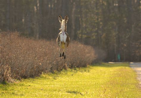 Woods Walks and Wildlife: Airborn Deer