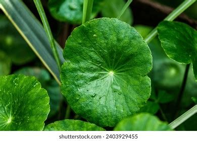 Hydrocotyle Verticillata Localy Known Daun Pegaga Stock Photo ...