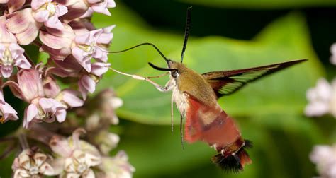 Hummingbird Moth Facts, Images & Species Info - Hummingbirds Plus