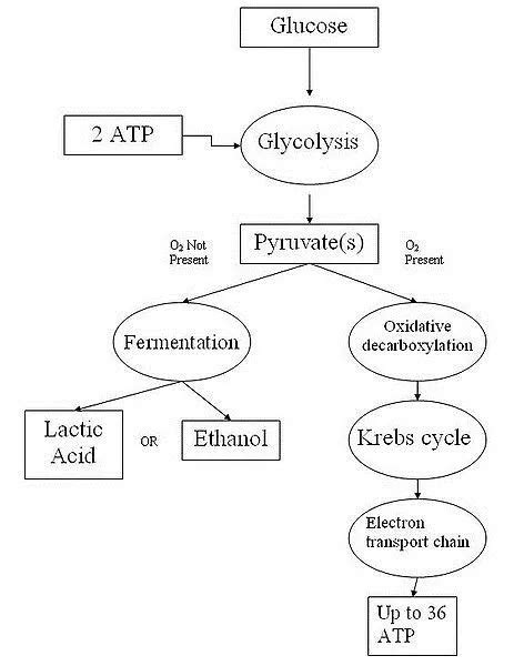 Fermentation of Glucose Equation