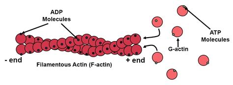 Microfilaments Diagram