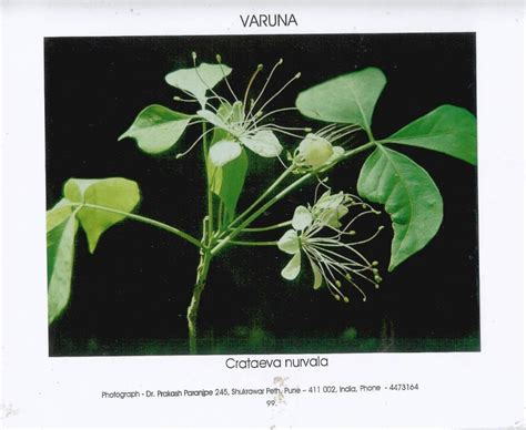 Varuna Crataeva Nurvala – Ayusoft