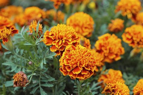 October Birth Flower Calendula