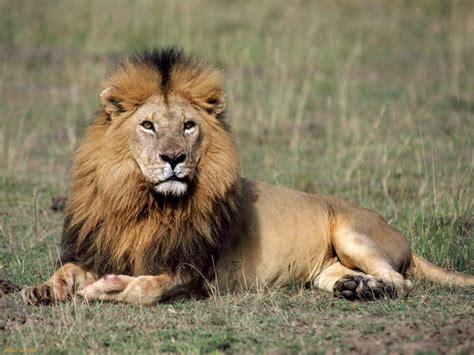 The Lion | Interesting Facts About King Of Jungle | Animals Lover