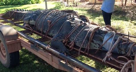 Giant 13 Foot Crocodile Captured in Australia After 10 Year Search ...