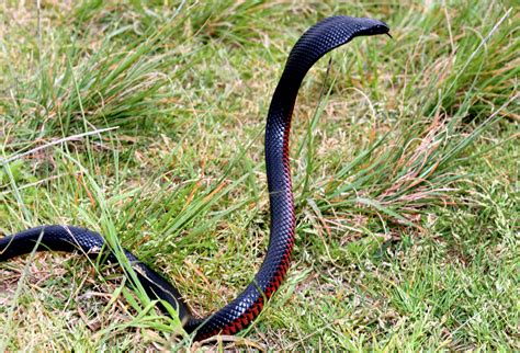 Red-bellied Black Snake Australian Wildlife, Australian Animals, Beautiful Creatures, Animals ...