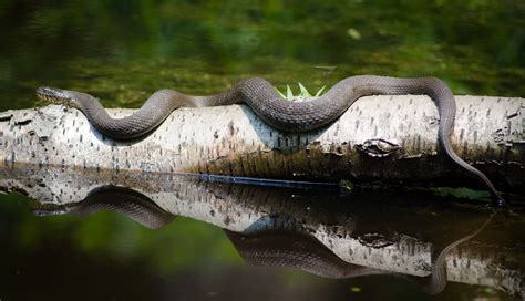 Snake Locomotion: How Do Legless Animals Move Around?