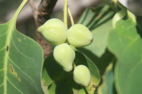 Meet the Kakadu plum: an international superfood thousands of years in ...