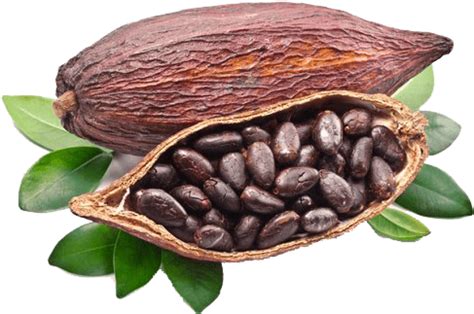 Cocoa Bean PNG Image HD - PNG All | PNG All