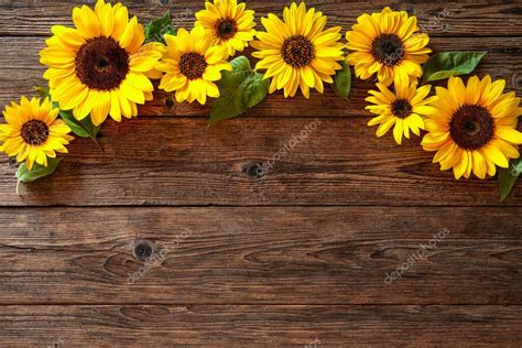 Sunflower Sunflower wood background Images for nature or garden themes