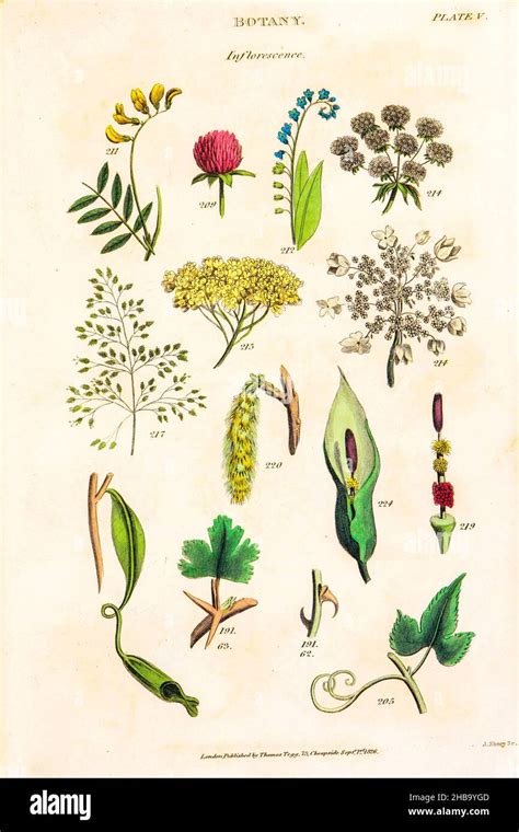 Botanical illustrations depicting the Linnean classification system. Carl Linnaeus (1707â€“1778 ...