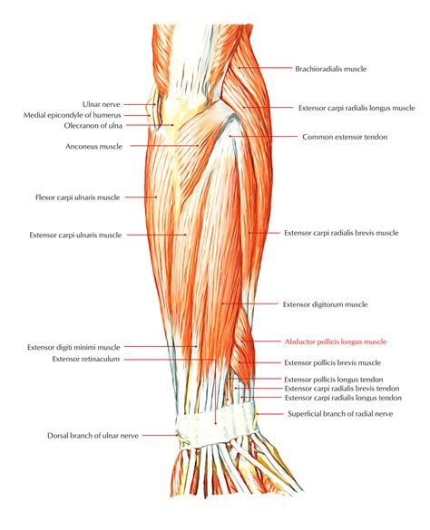 Abductor Pollicis Longus – Earth's Lab