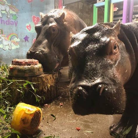 Fiona The Hippo Turned Two And Celebrated With Cake