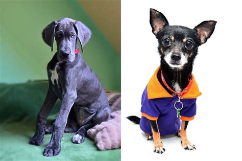 Great Dane Chihuahua Mix: A Guide To The Rarest Designer Dog – PawSafe