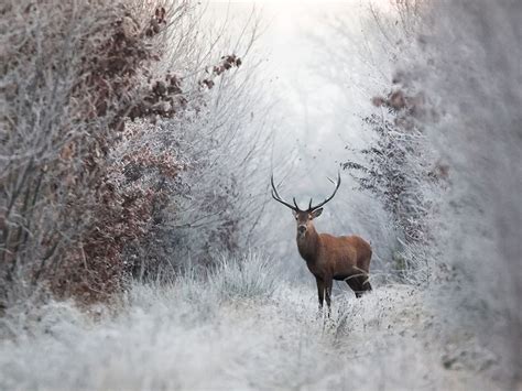 Winter Deer Wallpaper Backgrounds - WallpaperSafari