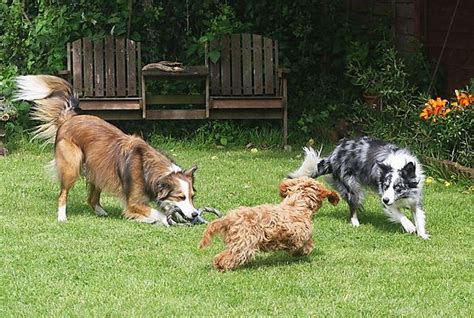 Dogs playing together