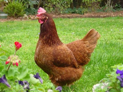 Chicken Breeds Ideal for Backyard Pets and Eggs | HGTV