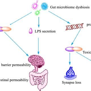 Influence of intestinal flora imbalance on A. Dysregulation of the gut ...