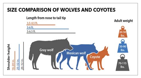 Mexican Gray Wolf - Project Coyote