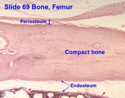 Endosteum : Definition, Function, Histology, Vs Periosteum