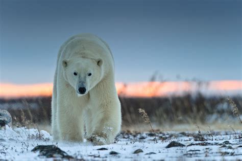 Top 10 Polar Bear Photo Safari images you'll want to capture