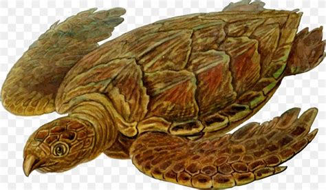 Sea Turtle Prehistory Protostega Carbonemys, PNG, 2400x1400px, Turtle ...