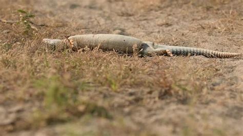 "Spiny-Tailed Lizard" Images – Browse 730 Stock Photos, Vectors, and Video | Adobe Stock