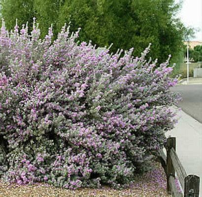 Texas Sage, Silverleaf Purple Sage – Eureka Farms