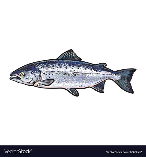 Sketch cartoon sea fish salmon isolated Royalty Free Vector