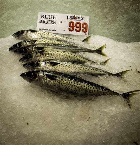 Blue Mackerel | At the Sydney Fish Market, Blackwattle Bay w… | Flickr