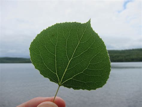 Types of Leaves - Broadleaf, Needles, And Scales - Jake's Nature Blog